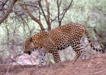 சிறுத்தை தாக்கி சிறுவன் பலி – மனித, வன விலங்கு மோதலை தடுக்க குழு