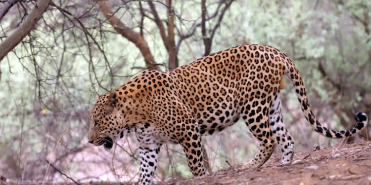 சிறுத்தை தாக்கி சிறுவன் பலி – மனித, வன விலங்கு மோதலை தடுக்க குழு