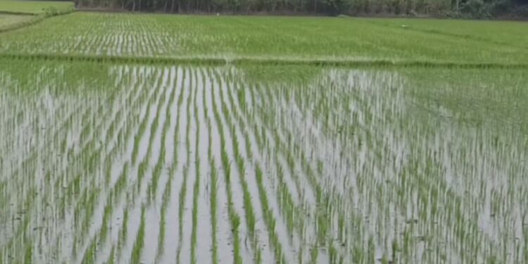 இன்று முதல் கணக்கெடுப்பு – பாதிப்பு இருந்தால், நிவாரணம் வழங்கப்படும்