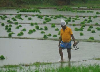 டெல்டா மாவட்டங்களில் கனமழையால் நெற்பயிர்கள் பாதிப்பு – நிவாரணம் கேட்கும் விவசாயிகள்