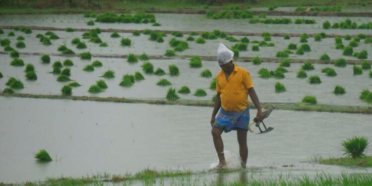 டெல்டா மாவட்டங்களில் கனமழையால் நெற்பயிர்கள் பாதிப்பு – நிவாரணம் கேட்கும் விவசாயிகள்