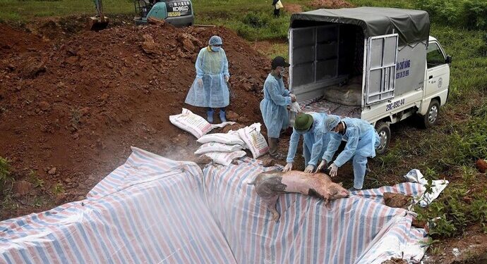 கேரளாவில் மீண்டும் பரவும் ஆப்ரிக்கன் பன்றி காய்ச்சல் – பொது மக்கள் அச்சம்